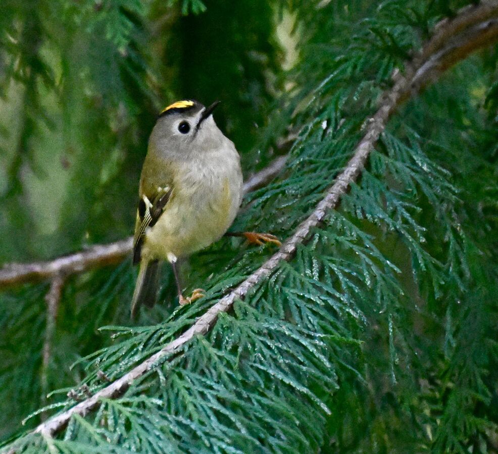 2026-05-23 8 Goldcrest